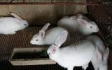 Phương pháp nuôi thỏ công nghiệp