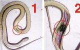 Phương pháp phòng bệnh và trị bệnh cho rắn