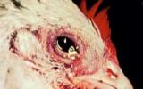 Phương pháp phòng trị bệnh sổ mũi truyền nhiễm ở gà nuôi (Infectious Coryza)