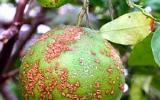 Phương pháp phòng và trị bệnh Ghẻ trên cây ăn trái