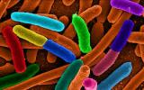 Phương pháp tốt hơn để phát hiện vi khuẩn E. coli trong thịt bò
