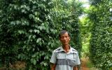 Quảng Nam: Kiếm hàng trăm triệu đồng mỗi năm trên những gò đất bạc màu