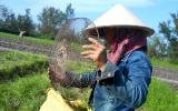 Quảng Nam: Nông dân phấn khởi vì kiệu Tết được giá