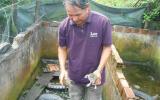 Quảng Nam: Thu hàng trăm triệu đồng nhờ nuôi ếch kết hợp ba ba trong bể lót bạt
