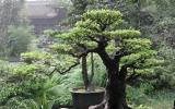 Quy tắc trong nghệ thuật bonsai