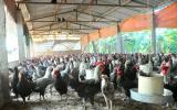 Quy trình chăn nuôi gà AVGA và AAVG giai đoạn gà dò và gà đẻ