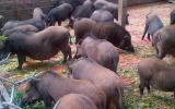 Quy trình kỹ thuật chăm sóc lợn rừng nái khi mang thai