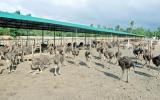 Quy trình kỹ thuật Chăn nuôi đà điểu (ostrich)