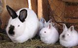 Quy trình kỹ thuật nuôi thỏ New Zealand thâm canh