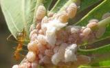 Quy trình kỹ thuật phòng chống rệp sáp bột hồng hại sắn (khoai mì)