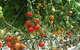 quy trình kỹ thuật trồng cà chua trên giá thể trong nhà kính
