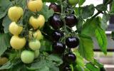 Quy trình kỹ thuật trồng cây cà chua Đen