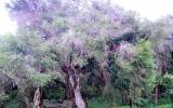 Quy trình kỹ thuật trồng cây Tràm Úc (Tràm lá dài)