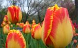 Quy trình kỹ thuật trồng hoa tulip