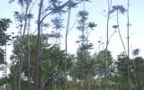 Quy trình Kỹ thuật trồng rừng Tông dù