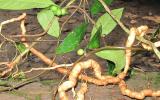 Quy trình kỹ thuật trồng và chăm sóc cây Ba kích (Morinda officinalis How)