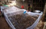 Quy trình kỹ thuật ươm nuôi lươn thịt