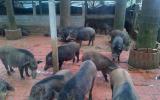 Quy trình kỹ thuật xây dựng chuồng nuôi lợn rừng