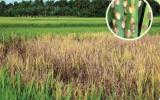Quy trình quản lý tính kháng thuốc bảo vệ thực vật của rầy nâu, rầy lưng trắng hại lúa