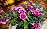 Quy trình trồng và chăm sóc hoa cẩm chướng