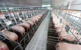 Quy trình xây dựng chuồng trại cho lợn nái giống và lợn nái ngoại