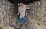 Ròng rã 20 năm nuôi rắn hổ mang-mãng xà cực độc ở Động Đạt