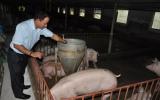 Sử dụng chế phẩm sinh học: Giải pháp kiềm chế dịch tả lợn châu Phi