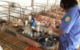 Sử dụng vi sinh hữu ích trong thức ăn chăn nuôi