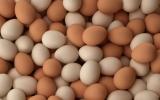 Sự thật về trứng gà vỏ trắng và vỏ nâu