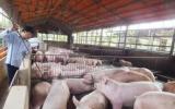 Tác hại của kháng sinh và hormon trong thức ăn chăn nuôi
