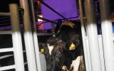 Tập đoàn TH đón gần 1.800 bò sữa cao sản nhập khẩu từ Mỹ