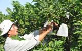 Tây Ninh sắp nhận 17.000 tỷ đồng đầu tư vào nông nghiệp