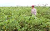 Tây Ninh: Thu hồi đất trồng mía để sản xuất giống mì sạch bệnh