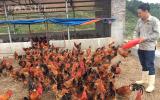 Thạc sỹ bỏ giảng đường về quê nuôi gà VietGAP, kiếm 80 triệu/tháng