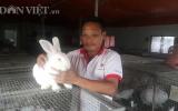 Thái Bình: Trên nuôi thỏ, dưới nuôi giun, lãi 20 triệu mỗi tháng