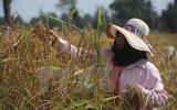 Thái Lan đặt mục tiêu xuất khẩu 10 triệu tấn gạo trong năm 2017