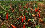 Thanh Hóa: Nghi án ruộng ớt hàng nghìn m2 bị kẻ xấu phá hoại