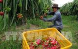 Thanh long ruột đỏ gấp đôi giá trong dịp Tết Nguyên Đán 2017