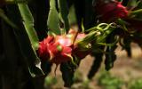 Thanh long ruột đỏ trồng ở Sơn La, quả ngon, bán 