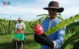 Thanh long Việt Nam vào Australia theo quy định nghiêm ngặt