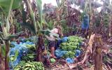 Thanh niên Đồng Nai 'giải cứu' chuối giúp nông dân