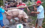Thấp thỏm dịch tả lợn châu Phi: Dân miền Nam bán lợn 