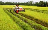 Thể chế ngành lúa gạo cần những thay đổi bước ngoặt