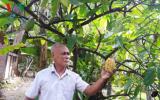 Thịnh suy cây ca cao trong vườn dừa ở Bến Tre