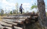 Thủ tướng yêu cầu kiểm điểm trách nhiệm vụ phá rừng tại Đắk Lắk