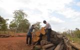 Thủ tướng yêu cầu làm rõ vụ phá rừng ở Đắk Lắk