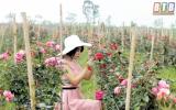 Thuê đất bỏ hoang trồng 20.000 gốc hồng ngoại chỉ để 