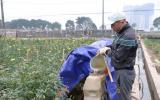 Thuốc trừ cỏ sinh học có thay thế được thuốc trừ cỏ hóa học?