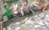 Thương lái Trung Quốc làm loạn giá cá tra