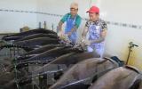 Tiếp cận quy định của Mỹ về 'an toàn cá heo' trong khai thác cá ngừ